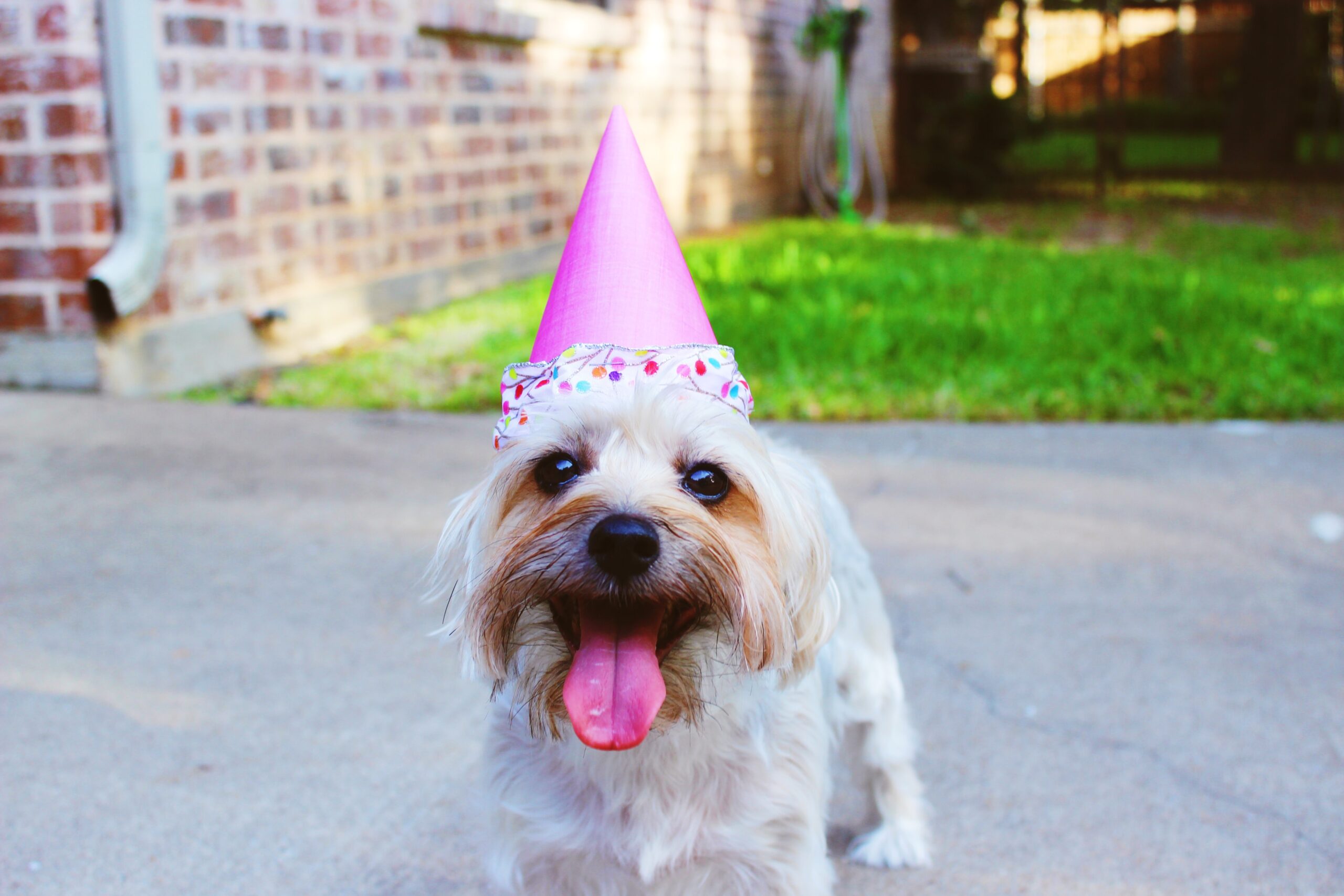Image of a happy dog in a pink party hat, representing customer satisfaction. Image by Delaney Dawson on Unsplash.