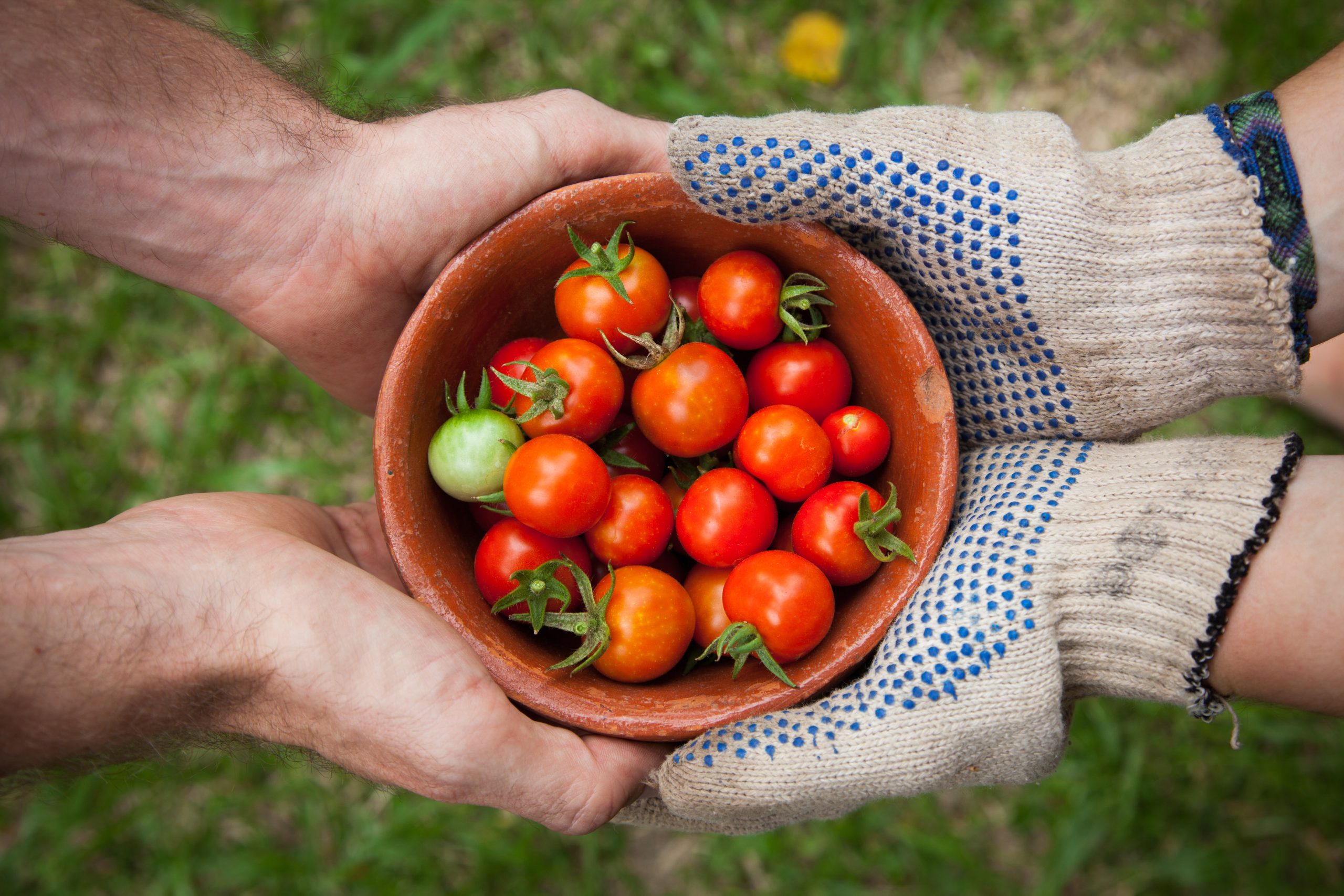 Bowl of tomatoes being handed from the hands of a gardener's gloved hands to someody else's bare hands.