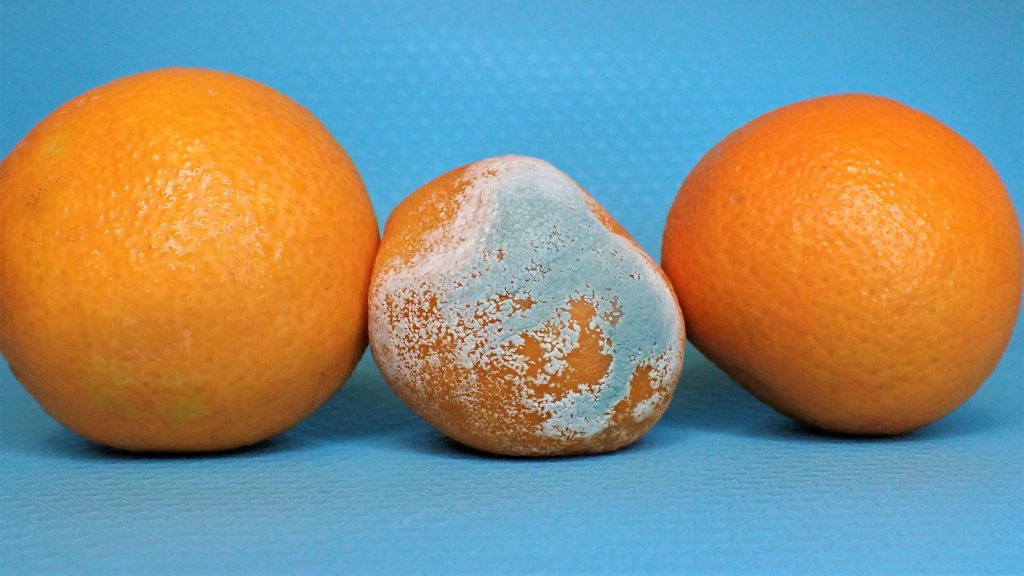 A mouldy satsuma sits inbetween two ripe ones, their edges touching (danger!) Image by Nancy Hughes via Unsplash. Thanks Nancy!